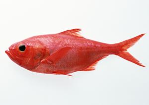 2026年最新ガイド:銀座で極上のフレンチ体験を叶えるおすすめレストラン
